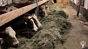 Biobauernhof auf Europas größtem erloschenen Vulkan. Wir sind ein Landwirtschaftlicher Mischbetrieb