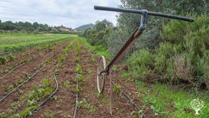 Organic certified Farm - vegetables, eggs and meat