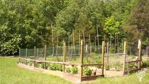 Homestead, Garden, Vegetables, Woodland