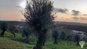 Small quinta with 12000 m2 of land, olivetrees, fruittrees and hospitalityservice for 6 guests.