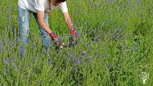 Azienda agricola biologica sulle colline Teramane