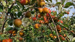 Organic Orchard, busy with establishing permaculture to get a healthy balance on our land