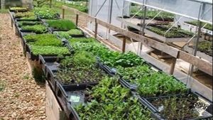 Ferme familiale, production BIO de légumes et de plants à repiquer diversifiés.