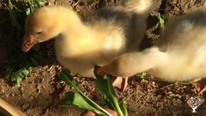 Azienda agricola biologica