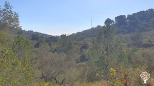 Overgrown olive grove in the mountains