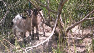 le caprette Stella e Luna