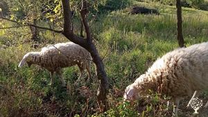 Casa familiare e giardino - rurale, Piccola fattoria, Vigneto, Frutteto