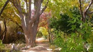 +20 year-old 16 acre community in a desert oasis