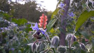 Mes abeilles au travail