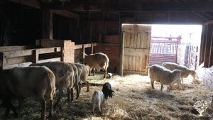 Beautiful 1700-acre sheep ranch and vegetable garden near McCall, Idaho
