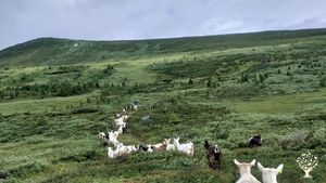 Stølsbeite. Summer farm pasture