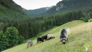 Ecological farm in the middle of South Tyrolean nature