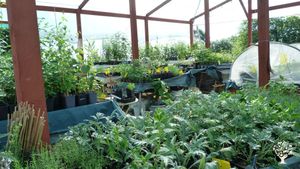 Pépinière pour la forêt-jardin.  Agriculture Régénérative.