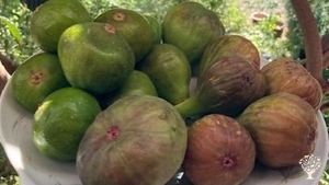 Sa Frisa azienda agricola biologica in Sardegna specializzata nella moltiplicazione delle sementi