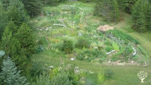 Garden  and orchard with extensive berry and vegetable plantings bordering Kootenai national forest.