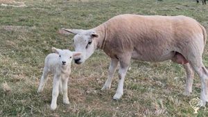 Permaculture farm in Zeeuws-Vlaanderen