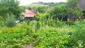 Forest Garden in the Hollow