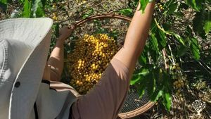 Sítio com produção focada em café agroecológico, com uma nanotorrefação no local.