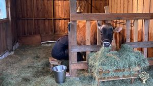 Buttercup, our family milking cow getting milked in the morning