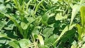 Maize and beans 
