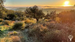 Dawn at the top of the olival