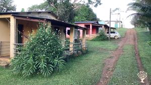 Culture d’açaí sous les tropiques