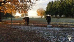 Family home and garden - rural, Horse Ranch, Farm