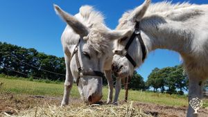 Social Care Farm with a community