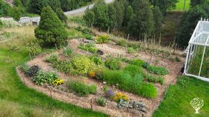 Herbal and flower garden early summer