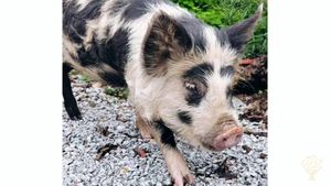 Permaculture & Wellbeing farm developing regenerative activities for the Earth and people.