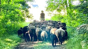 Biobauernhof im schönen Reippersberg