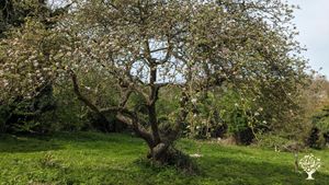 New small holding with fields, orchard & wooded area