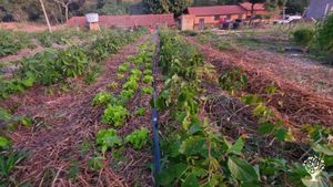 An example of a "placental" stage of syntropic agroforestry.