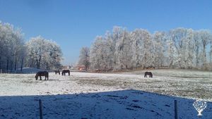 Biobauernhof mit Milchviehhaltung in den Alpen