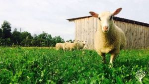 A small homesteading farm with diverse production:  sheep, meat chickens, tree fruit, and vegetables