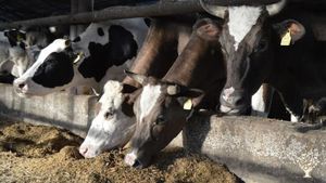 Transylvanian diary farm