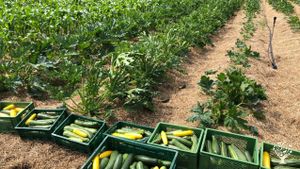 Solidarische Landwirtschaft/CSA auf schönem Fachwerkhof am Naturschutzgebiet der Lippeauen