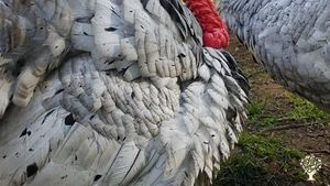 Salt Spring Island Family and Hobby Farm