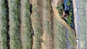 Permaculture farm growing vegetables for sale and raising animals for our own meat and eggs.