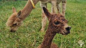 Landwirtschaftlicher Alpakazuchthof