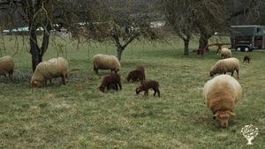 Die hübschen Schafe
