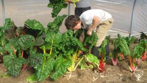 150-acre family farm hosting WWOOFers since 2001! 👩‍🌾 🎉