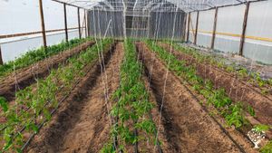 Living soil farming