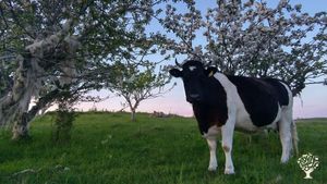 Natural grazing with goats, horses, cows and sheep