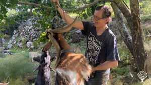 Allevamento amatoriale