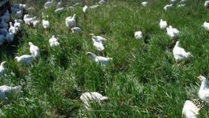 Ranch/ Livestock Farm, Family farm