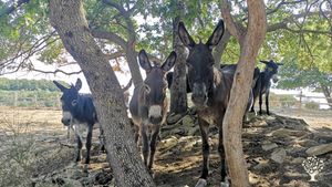 Destinazione Agrituristica, Allevamento di asini e pecore, Azienda agricola, Fattoria di famiglia