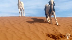 La ferme dans le désert, sud de Maroc , dans une oasis entourer des palmier,