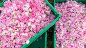 Finca Agrícola familiar dedicada al cultivo de Rosas para extraer aceites  esenciales