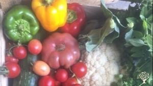 Maraichage bio avec traction animale